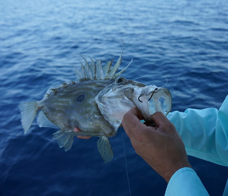 496AP-TX-1-20A Mustad udice AlphaPoint Alpha Allround Spade, 1 20kom